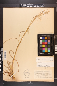 Andropogon virginicus var. virginicus image