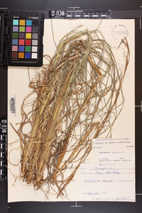 Andropogon virginicus var. virginicus image