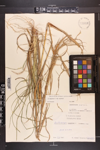 Andropogon virginicus var. virginicus image