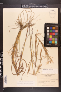 Andropogon virginicus var. virginicus image