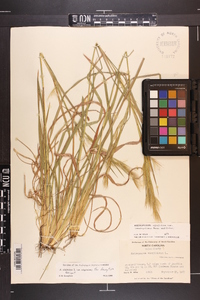 Andropogon virginicus var. virginicus image