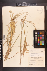 Andropogon virginicus var. virginicus image