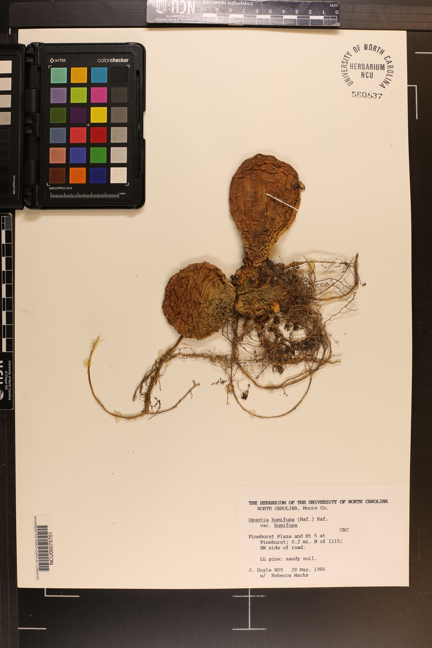 Opuntia humifusa var. humifusa image