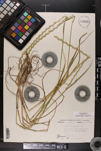 Lolium perenne subsp. multiflorum image