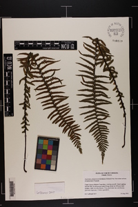 Asplenium platyneuron var. bacculum-rubrum image