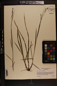 Carex oxylepis image