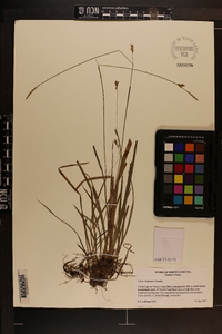 Carex chapmanii image