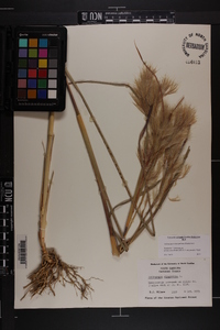 Andropogon glomeratus var. pumilus image