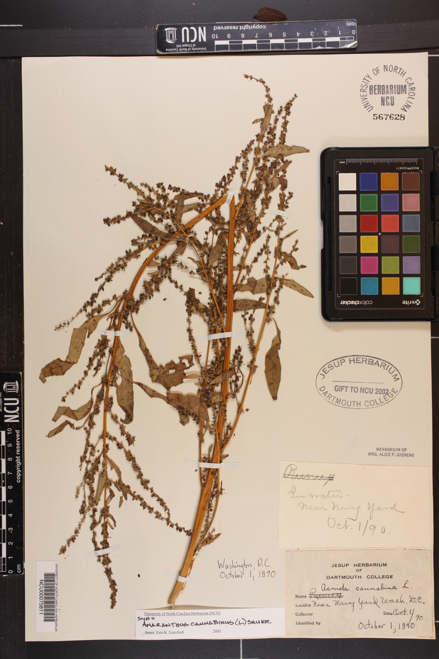 Amaranthus cannabinus image