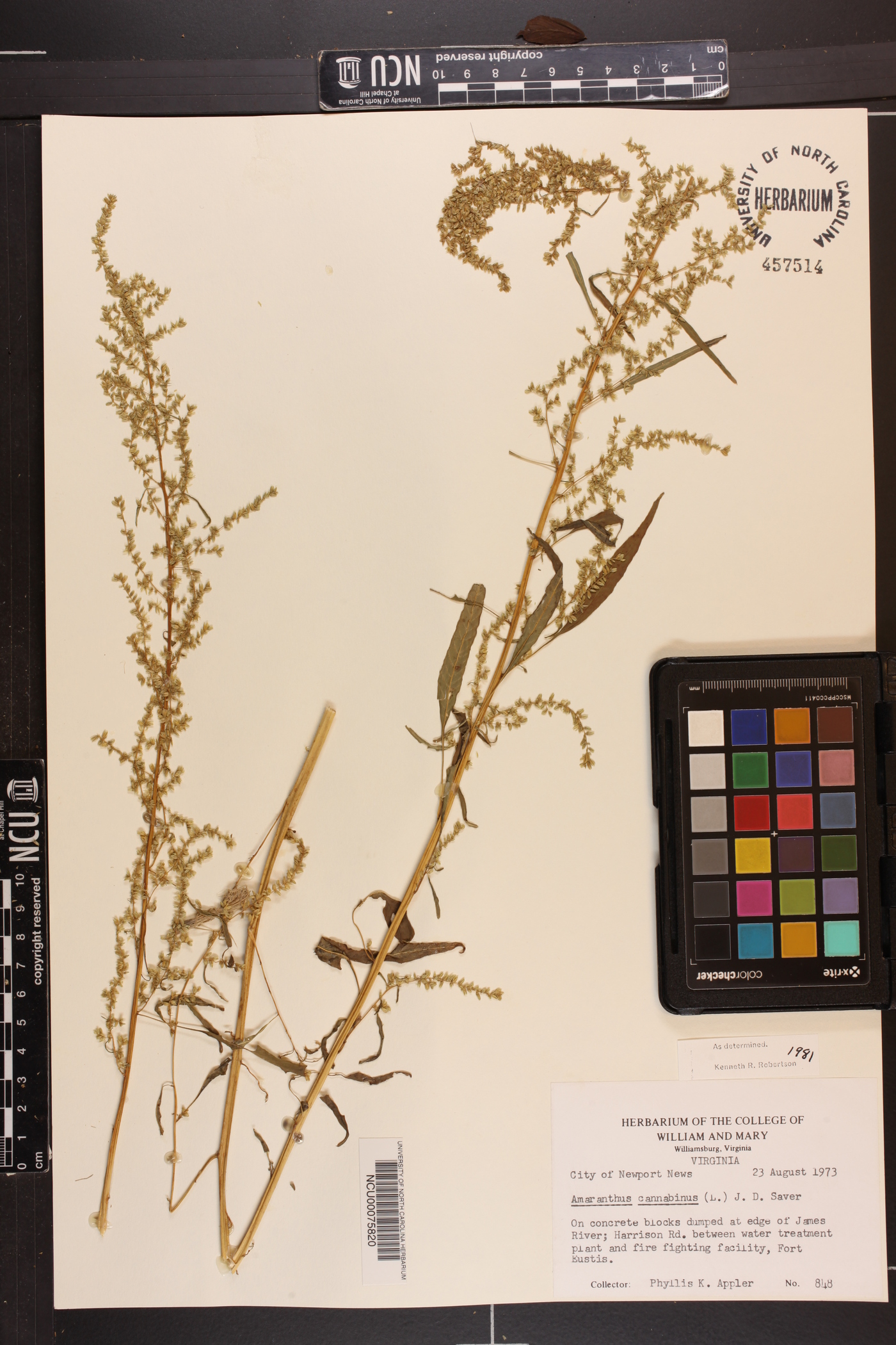 Amaranthus cannabinus image