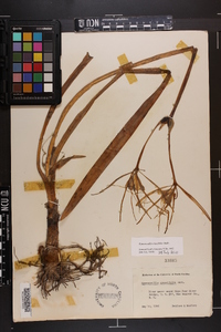 Hymenocallis crassifolia image