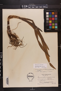 Hymenocallis crassifolia image