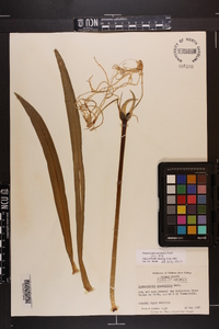 Hymenocallis duvalensis image