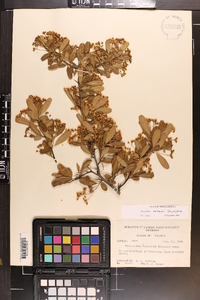 Pyracantha koidzumii image