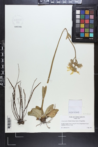 Arnica acaulis image