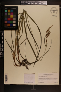 Carex mitchelliana image