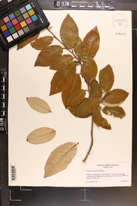 Elaeagnus pungens image