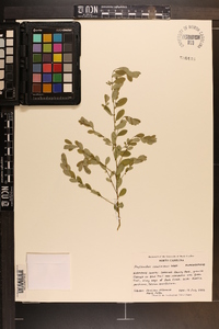 Phyllanthus caroliniensis image