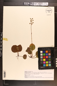 Pyrola americana image