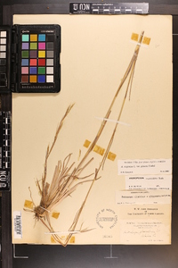 Andropogon virginicus var. glaucus image