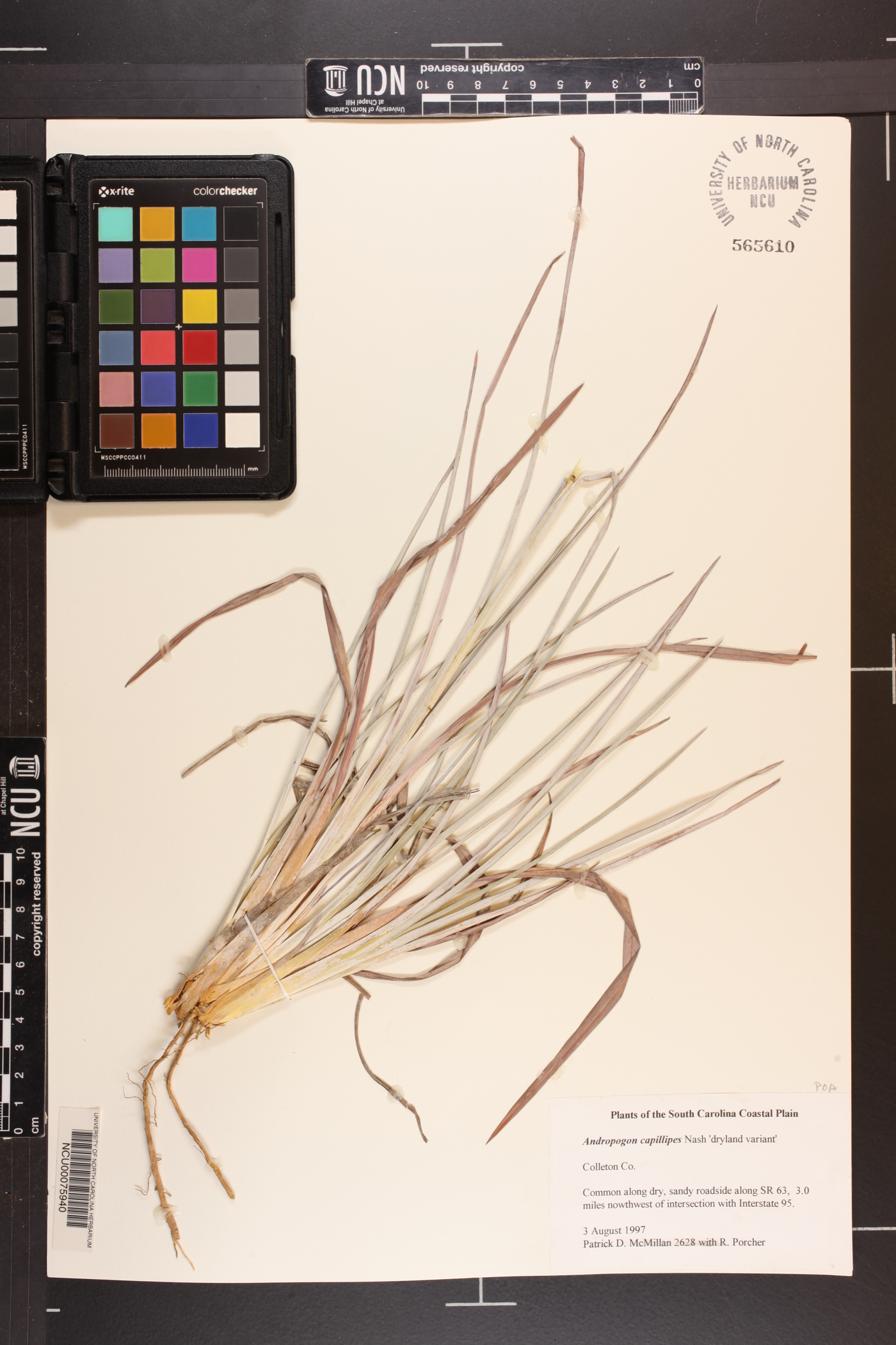 Andropogon capillipes image