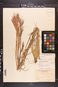 Andropogon glomeratus var. hirsutior image