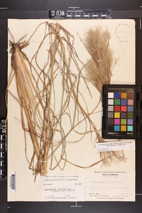 Andropogon glomeratus image