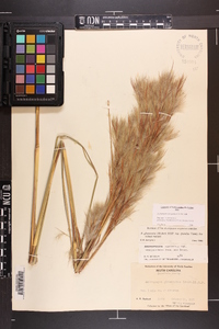 Andropogon glomeratus image