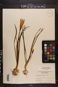 Zephyranthes atamasca image