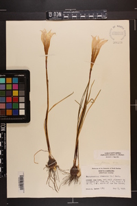 Zephyranthes atamasca image