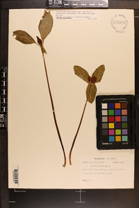 Trillium recurvatum image