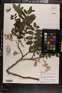 Robinia hispida var. kelseyi image