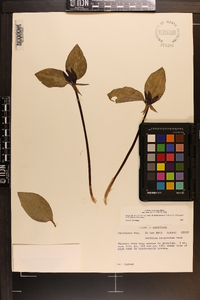 Trillium recurvatum image