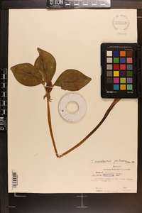 Trillium recurvatum image