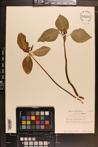 Trillium recurvatum image