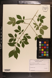 Euonymus alatus image