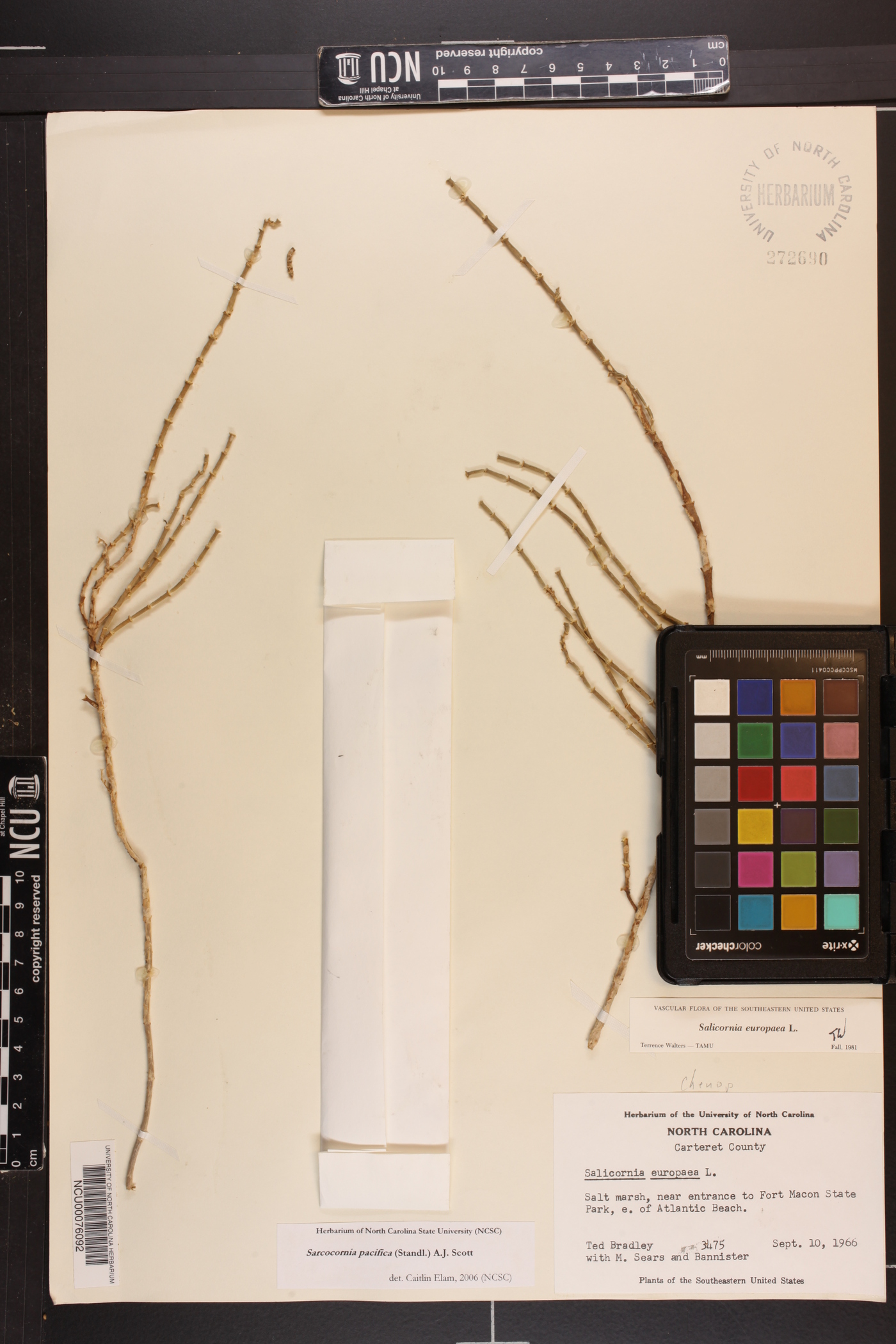 Sarcocornia pacifica image