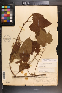 Vitis vulpina image