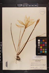 Zephyranthes atamasca image