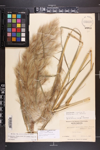 Andropogon glomeratus image