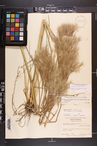 Andropogon glomeratus var. pumilus image