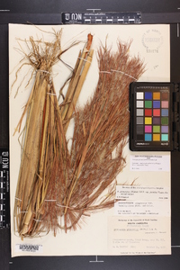 Andropogon glomeratus image