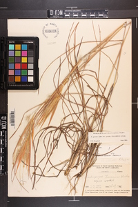 Andropogon gyrans image