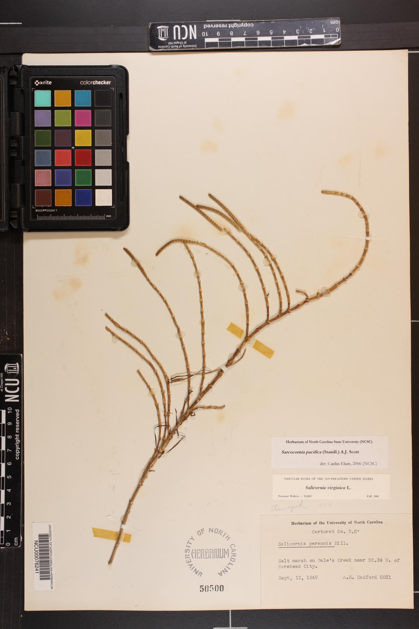 Sarcocornia pacifica image
