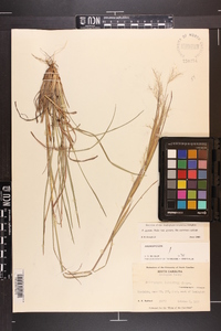 Andropogon gyrans image