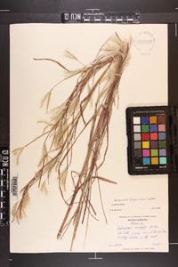 Andropogon ternarius image