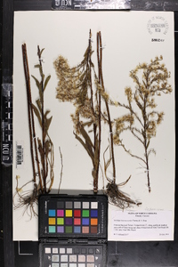 Solidago leavenworthii image