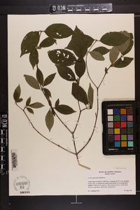 Cornus asperifolia image