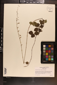 Desmodium lineatum image