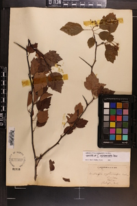 Crataegus erythrocarpa image